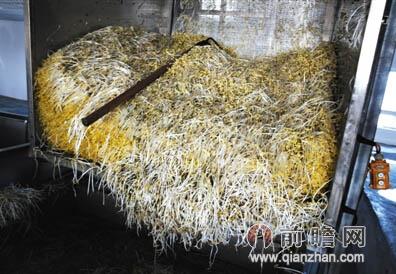 药泡豆芽