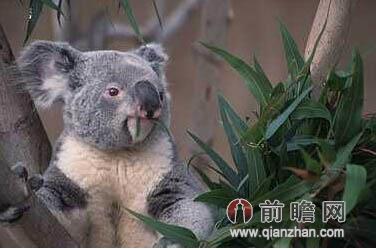 打工度假签证