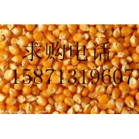 旺川常年求购黄豆玉米高粱大麦麸皮