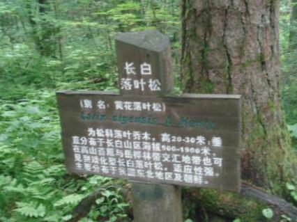长白落叶松育苗技术 长白落叶松功效与作用及特性