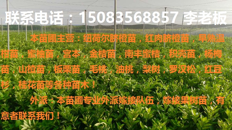 纽贺尔脐橙苗(2)
