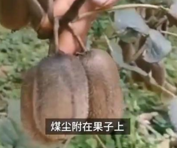 2万斤猕猴桃遭煤尘污染卖不出