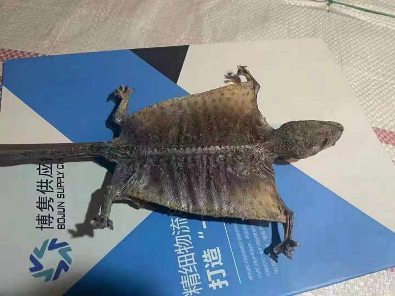 蛤蚧进口报关代理