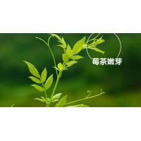 口感更好的来凤藤茶-柳丫头