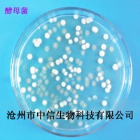 酵母菌50亿 糖化饲料 含生物蛋白维生素B纤维素氨基酸等