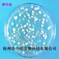 酵母菌50亿 糖化饲料 含生物蛋白维生素B纤维素氨基酸等