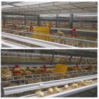养鸡场养鸡用肉鸡笼立式鸡笼层叠鸡笼鸡笼厂家山东金石农牧机械
